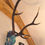 Thumbnail: Tweed covered stag skull