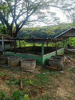 LINE_ALBUM_กิจกรรม ปลูกผักเลี้ยงปลาเพื่ออาหารกล_11.jpg