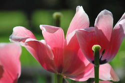 Tulipas em Toronto - Canada