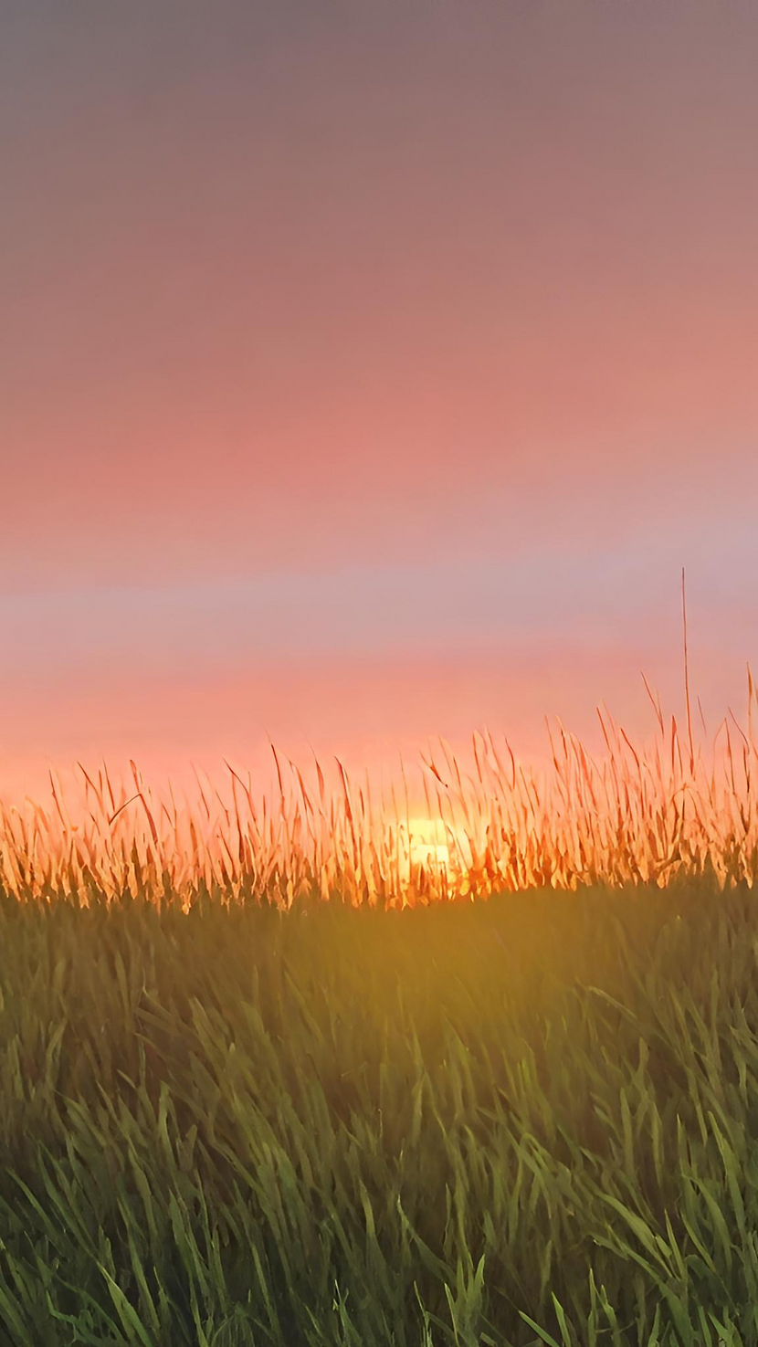 Sunset over grass.png