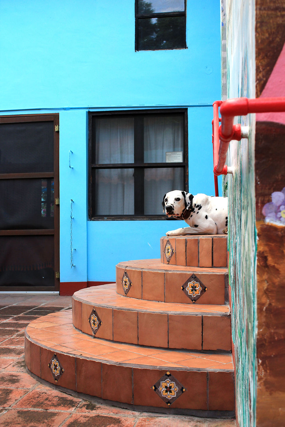 Dalmation in the back patio