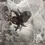 Thumbnail: Chilobrachys fimbriatus (Indian Violet Tarantula )