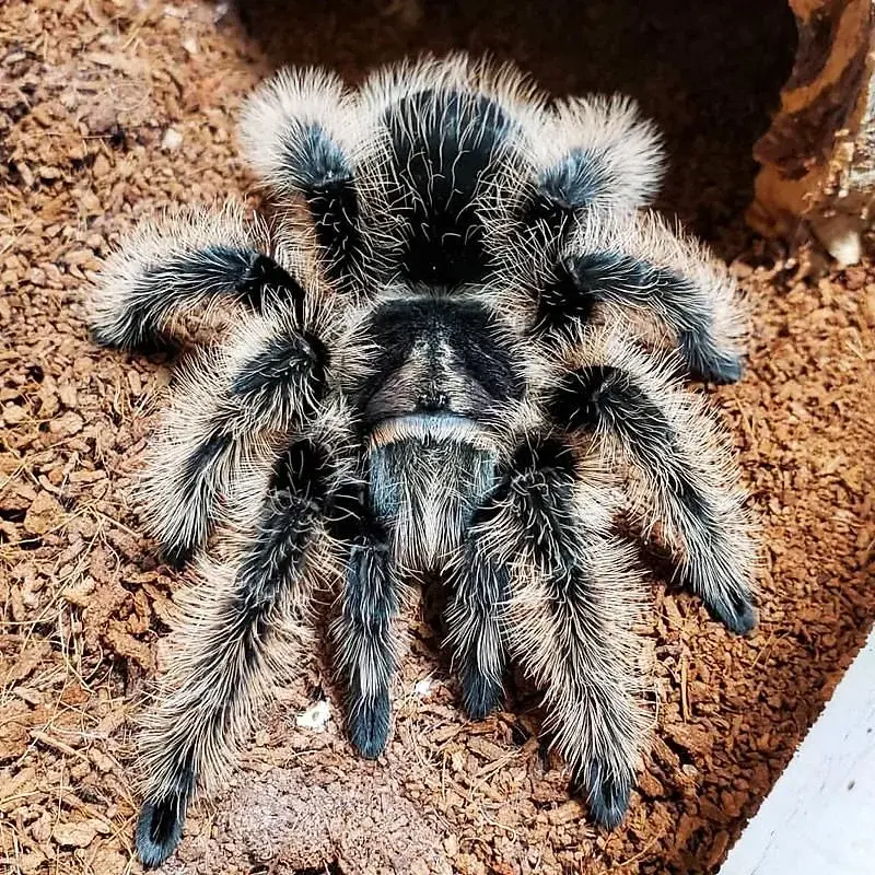 Tliltocatl albopilosus(Curly Hair Tarantula)