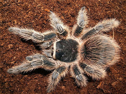 Lasiodora striatipes(Bahia Grey Birdeater Tarantula) care guide