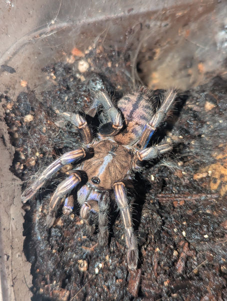 Cyriopagopus albostriatus 'Purple Zebra' (Purple Zebra Earth-tiger) care guide