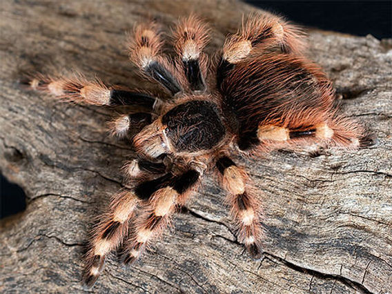 Nhandu coloratovillosus Brazilian Black & White care guide