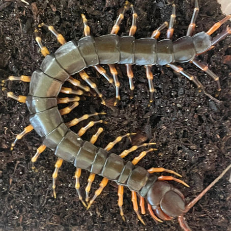 Scolopendra hainanum (Chinese Tiger Centipede) care guide