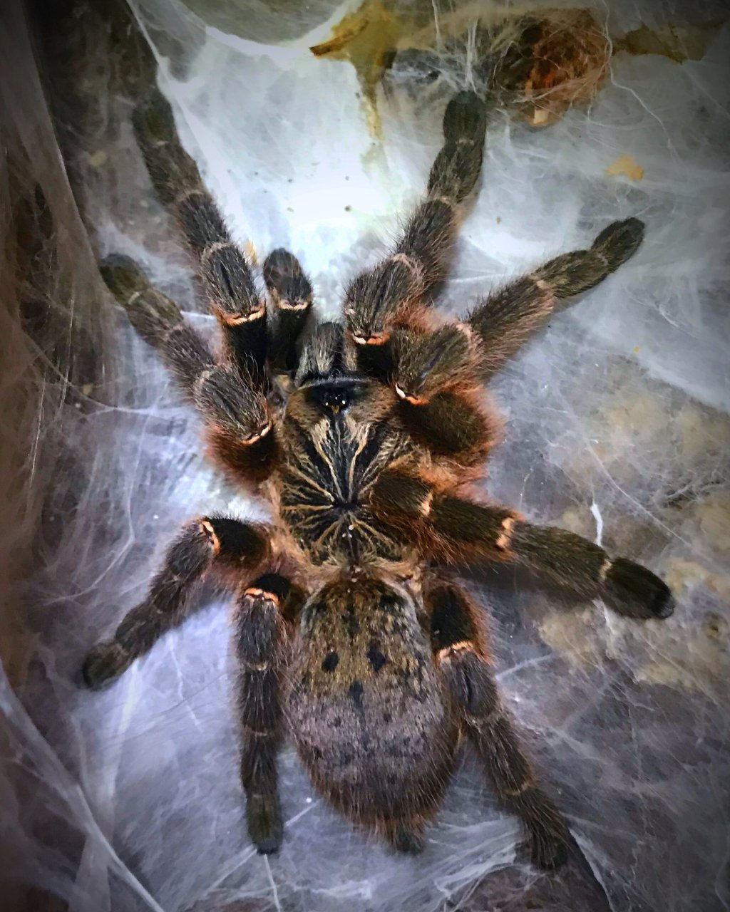 Pterinochilus murinus DCF "Kigoma"