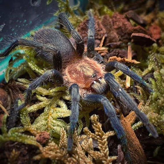 Holothele longipes 