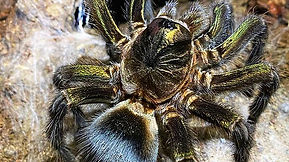 Phormictopus sp "Full Green" (Dominican Emerald Bird Eater) care guide