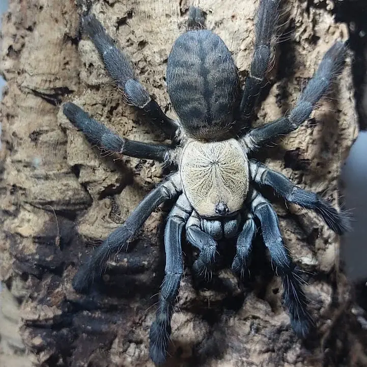 Cyriopagopus sp. Hati Hati(Purple Earth Tiger Tarantula)