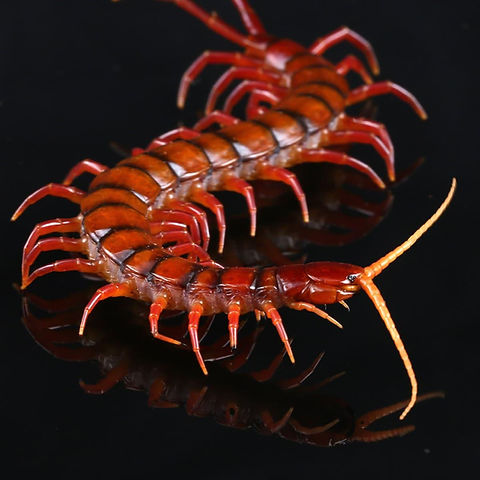 Scolopendra dehaani(Indonesian Cherry Head Centipede) | Grimoire