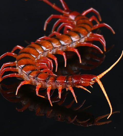 特大ナンベイオオムカデ ペア Scolopendra dehaani 【公式通販】