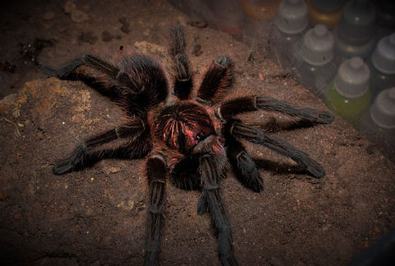 Phormictopus atrichomatus (Red Island Birdeater) care guide