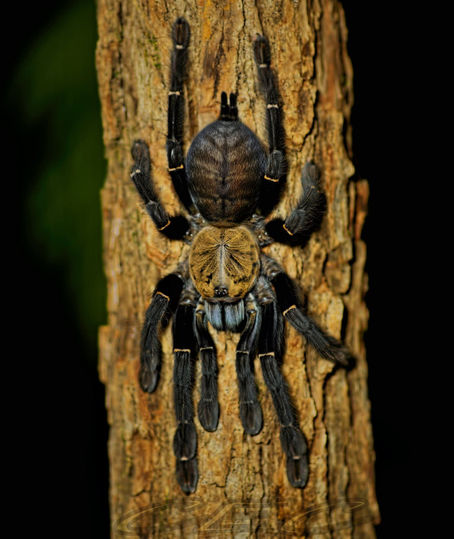 OMOTHYMUS SP. "SUMATRAN TIGER" (SUMATRAN TIGER EARTH TIGER TARANTULA) care guide