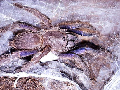 Chilobrachys Dyscolus “Vietnam Blue” care guide