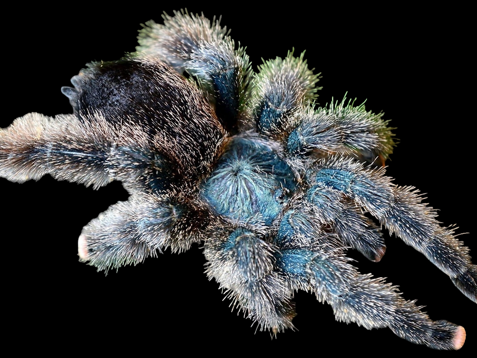 Avicularia metallica (Metallic Pink toe Tarantula) care guide
