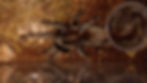 Cyriopagopus longipes (Cambodian Earth Tiger Tarantula)