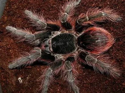 Nhandu carapoensis (Brazilian Red) care guide