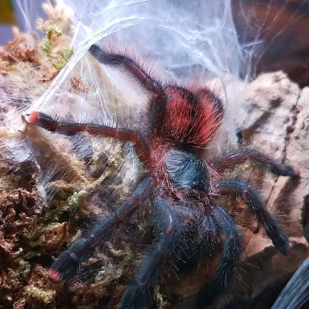 Avicularia avicularia(Guyana Pinktoe)