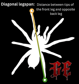 Grimoire Exotics tarantula size guide