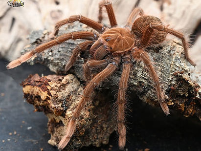 Theraphosa apophysis (Pinkfoot Goliath Birdeater) care guide
