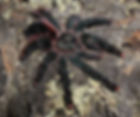 Avicularia sp. 'Braunshauseni'(Goliath Pink Toe Tarantula)