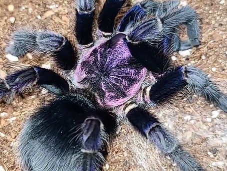 Phormictopus sp 'Dominican Purple' (Dominican Purple Birdeater) care guide
