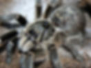 Ceratogyrus marshalli (Straight Horned Baboon)