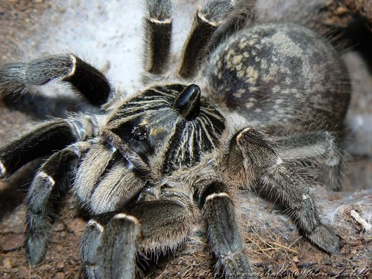 Ceratogyrus marshalli (Straight Horned Baboon)