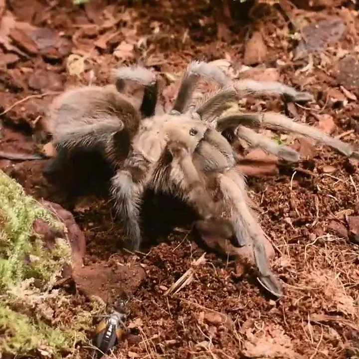 Aphonopelma gabeli (Chiricahuan Gray)
