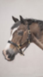 Equine Portraits