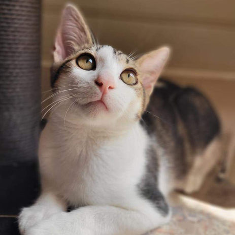 gagny-pet-and-co-chat-adopter-riri5.jpg