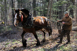 Horse Logging