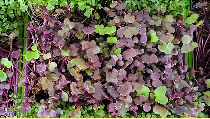 Wenatchee Microgreens