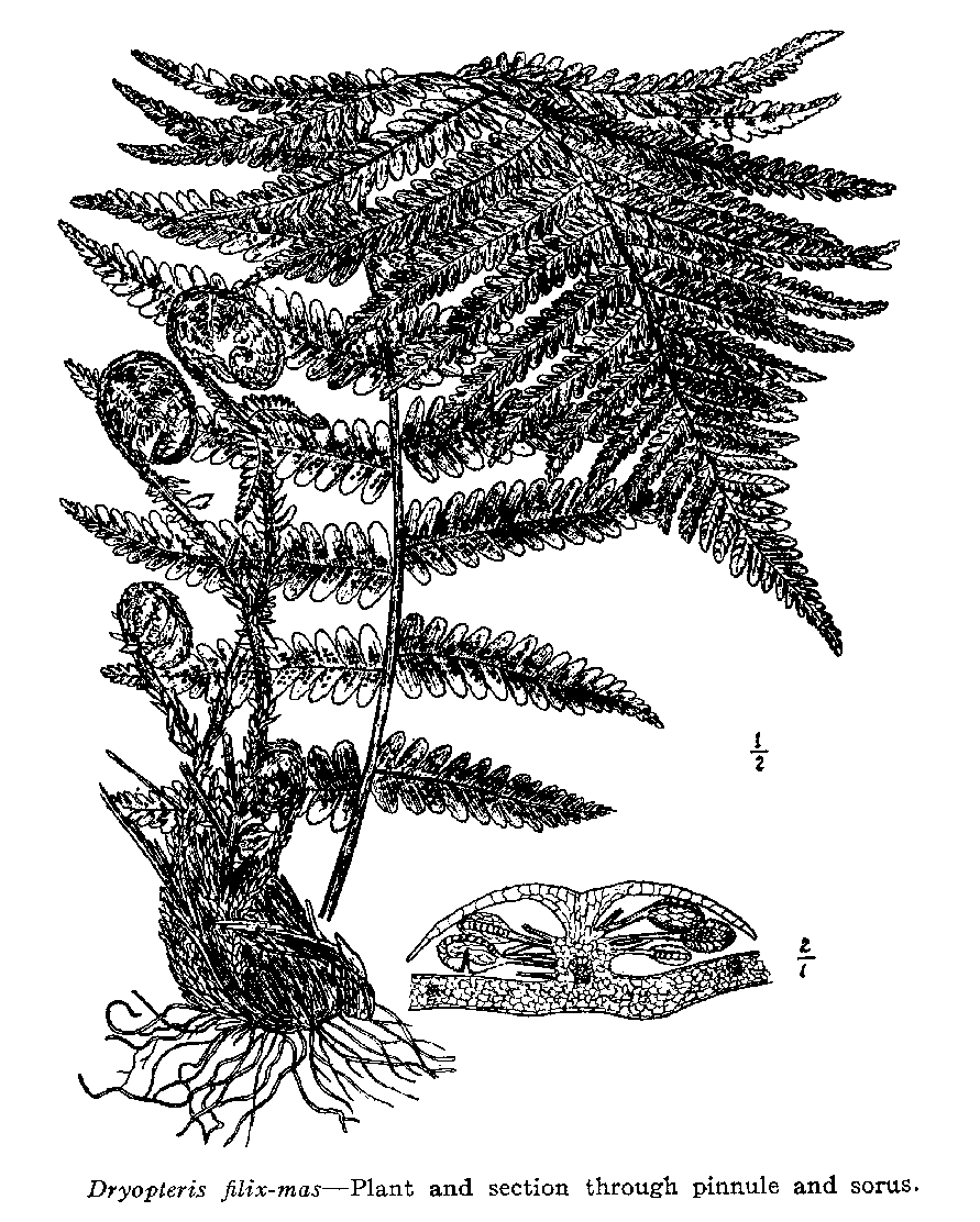 Fern frond detail