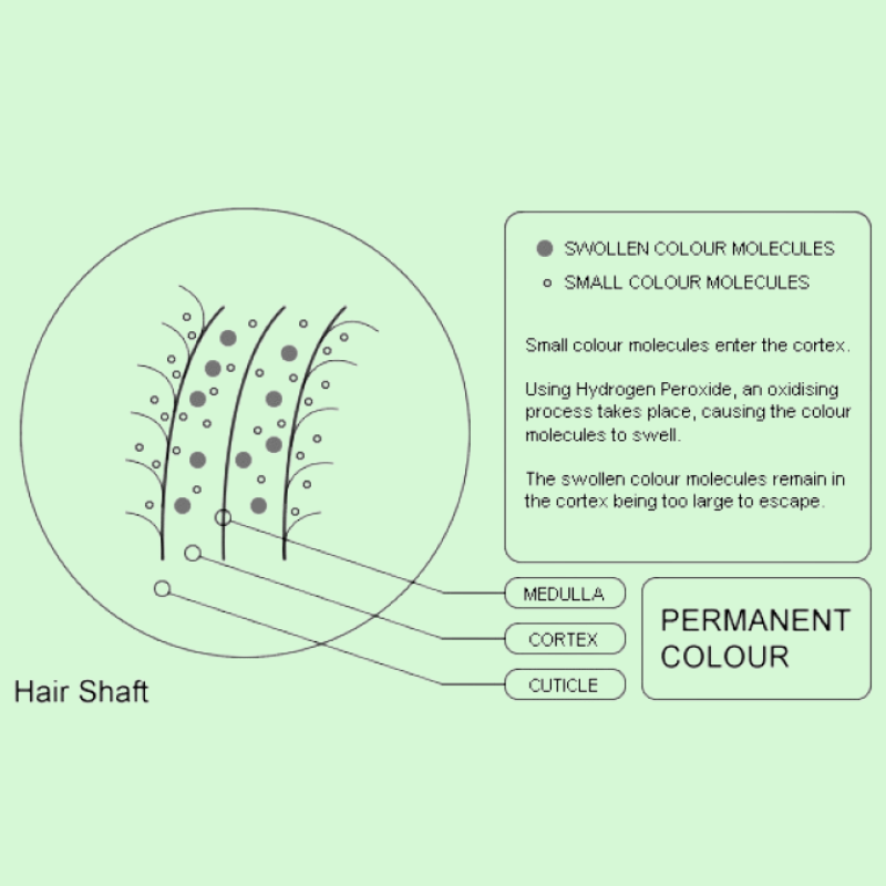 diagram of hair structure processing permanent hair dye