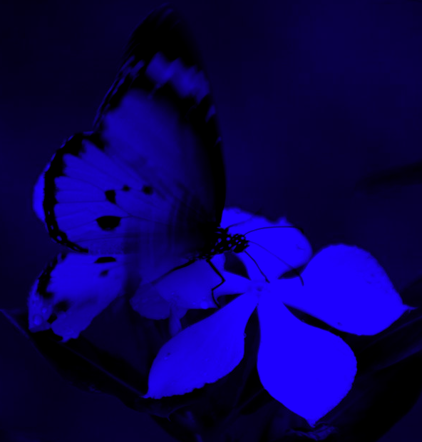 Butterfly On Flower