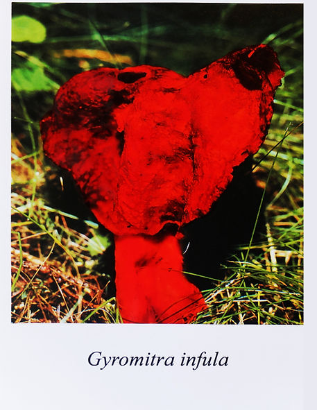Samuel Arthur, artiste, Mushrooms (dangereux inoffensifs), Gyromitra infula