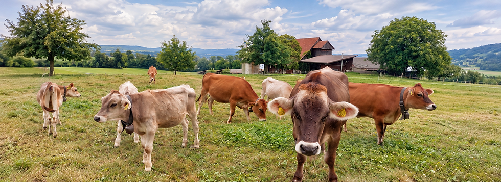 Seehofplus Kühe Buonas