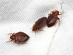 bed bugs