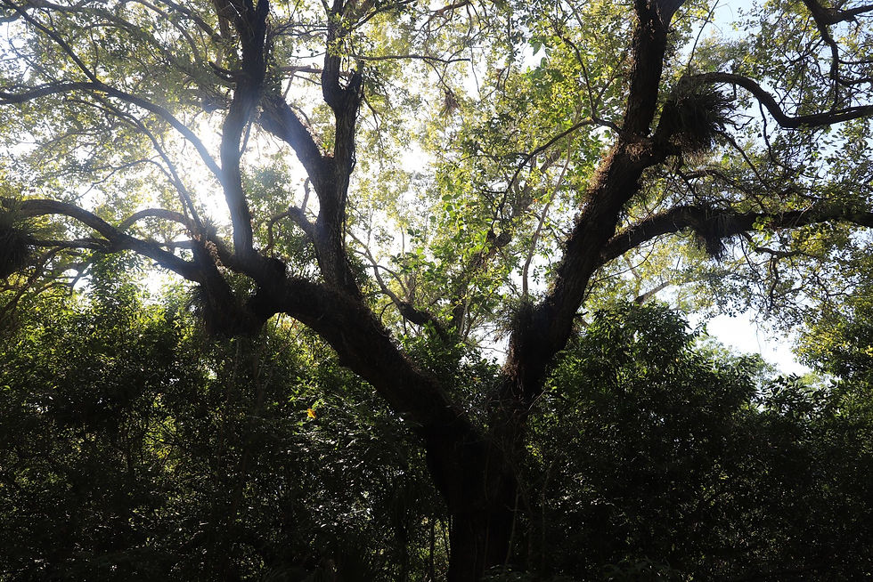 Meet The Trees: Some of Miami's Most Iconic Woody Residents