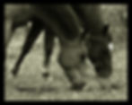 Normandy West Horse