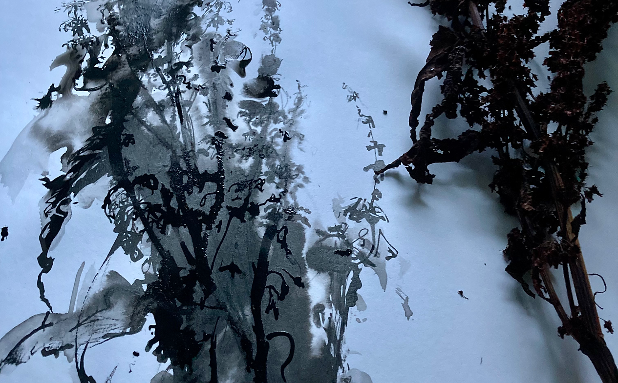 An ink drawing of the plant laying alongside.