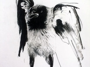 hooded crow study