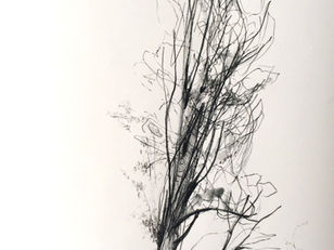 Morning study: Poplar I