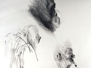 Sumatran Orangutan study