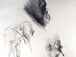 Sumatran Orangutan study