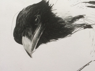 hooded crow
