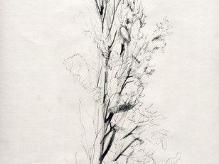 Morning Study - Poplar IV